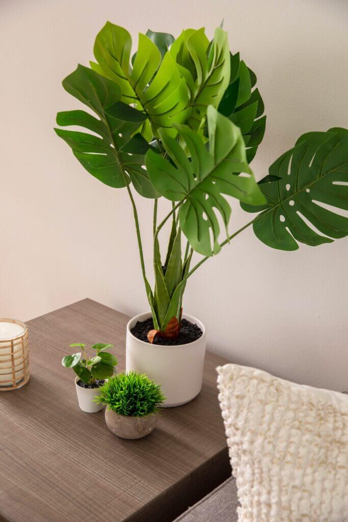 houseplant on coffee table